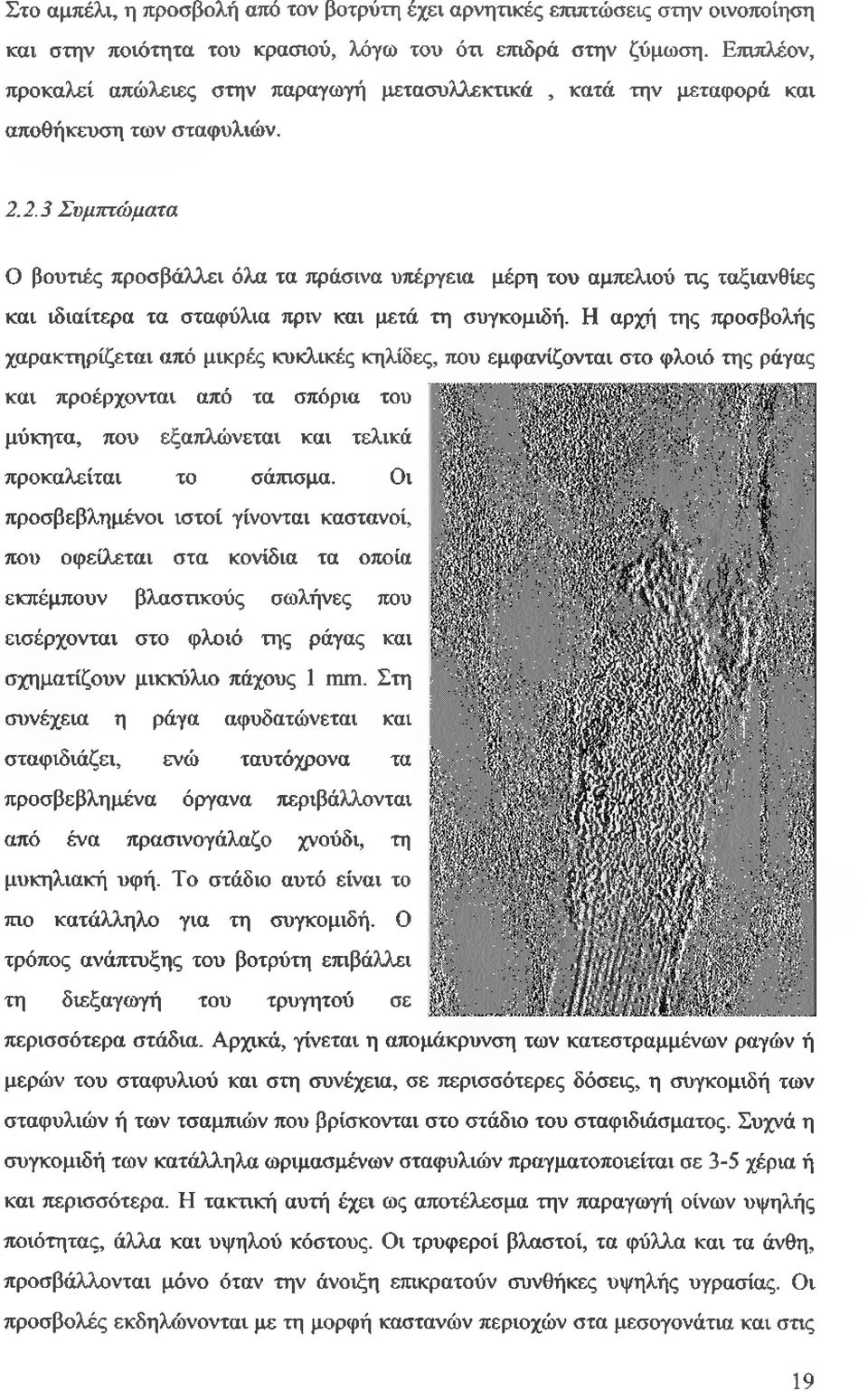 2.3 Συμπτώματα Ο βουτιές προσβάλλει όλα τα πράσινα υπέργεια μέρη του αμπελιού τις ταξιανθίες και ιδιαίτερα τα σταφύλια πριν και μετά τη συγκομιδή.