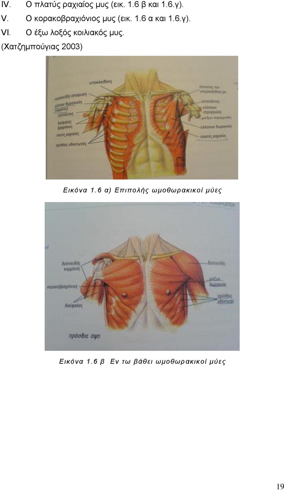 Ο έξω λοξός κοιλιακός μυς. (Χατζημπούγιας 2003) Εικόνα 1.