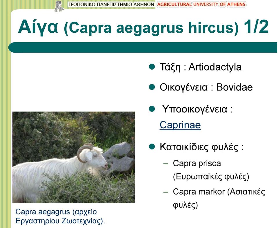 φυλές : Capra aegagrus (αρχείο Εργαστηρίου Ζωοτεχνίας).