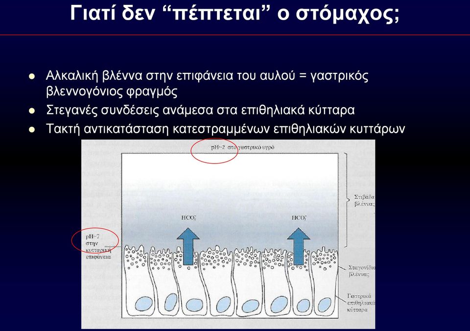 Στεγανές συνδέσεις ανάμεσα στα επιθηλιακά κύτταρα