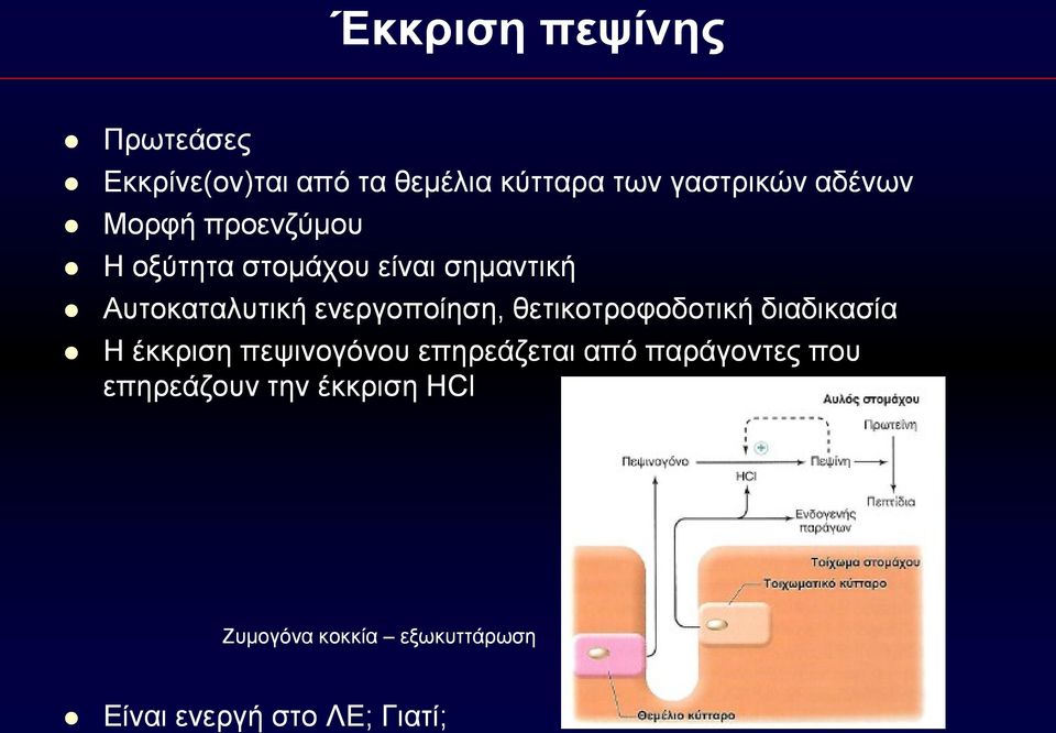 ενεργοποίηση, θετικοτροφοδοτική διαδικασία Η έκκριση πεψινογόνου επηρεάζεται από