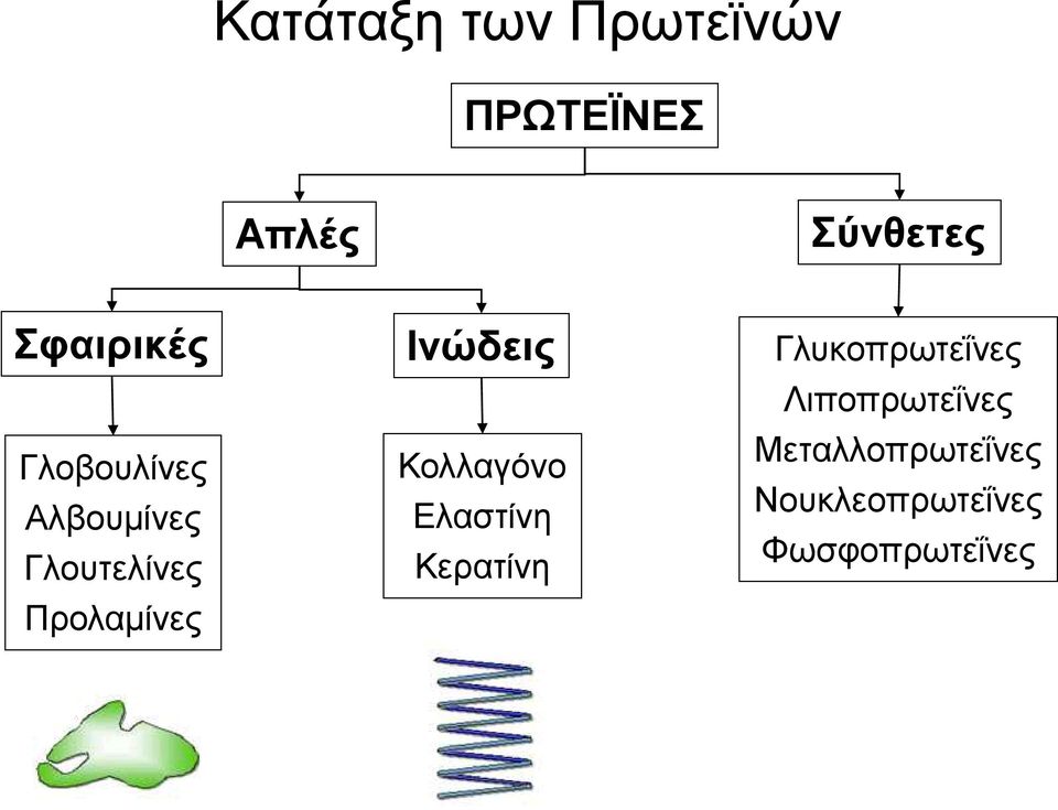 Προλαμίνες Ινώδεις Κολλαγόνο Ελαστίνη Κερατίνη