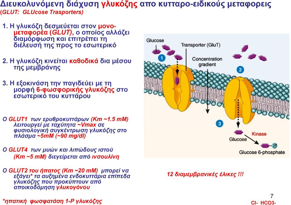 Η εξοκινάση την παγιδεύει με τη μορφή 6-φωσφορικής γλυκόζης στο εσωτερικό του κυττάρου Ο GLUT1 των ερυθροκυττάρων (Km ~1.