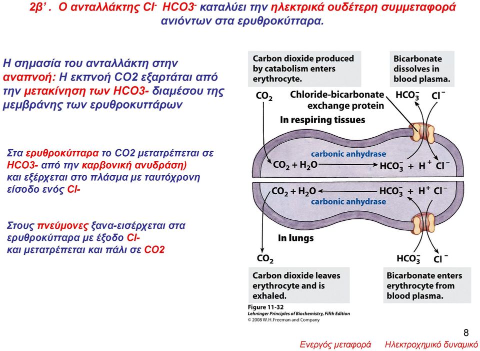 ερυθροκυττάρων Στα ερυθροκύτταρα τo CO2 μετατρέπεται σε HCO3- από την καρβονική ανυδράση) και εξέρχεται στο πλάσμα με