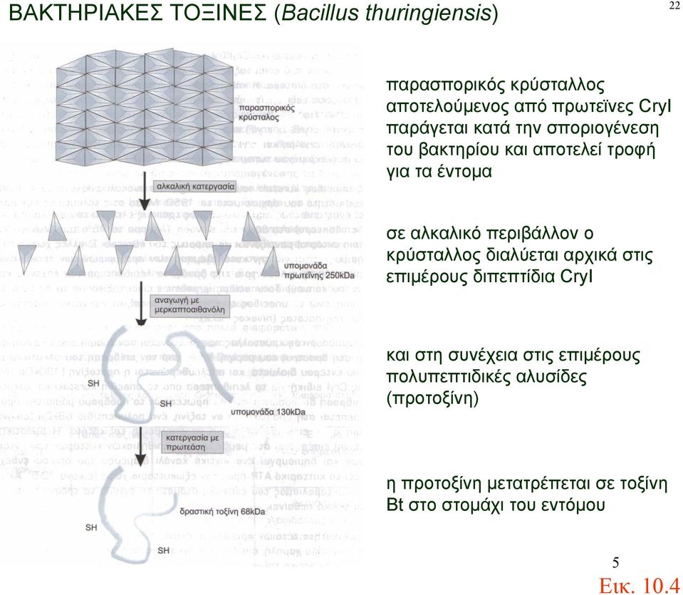 περιβάλλον ο κρύσταλλος διαλύεται αρχικά στις επιμέρους διπεπτίδια CryI και στη συνέχεια στις