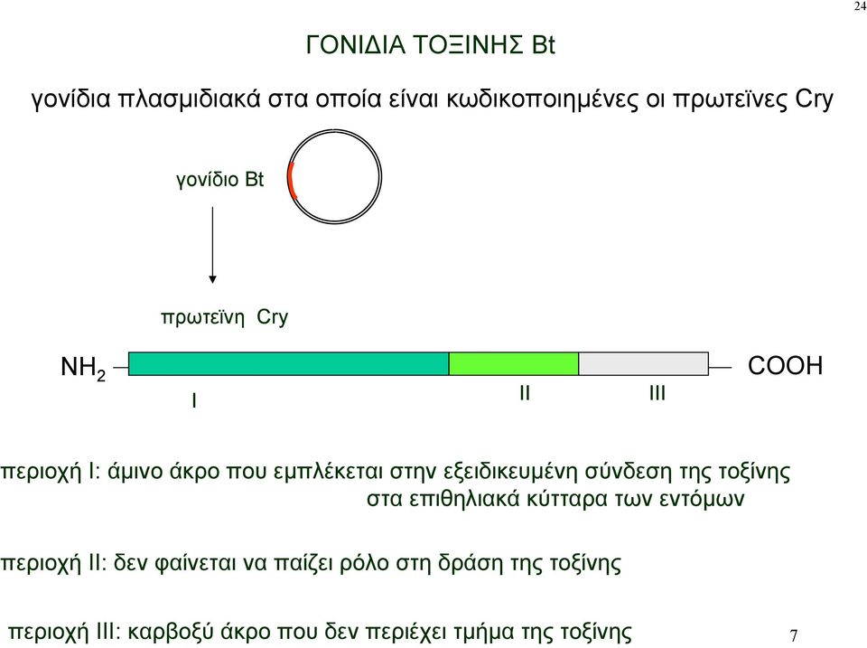 εξειδικευμένη σύνδεση της τοξίνης στα επιθηλιακά κύτταρα των εντόμων περιοχή ΙΙ: δεν