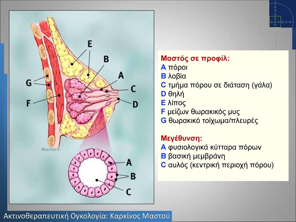 θωρακικό τοίχωμα/πλευρές Μεγέθυνση: A φυσιολογικά