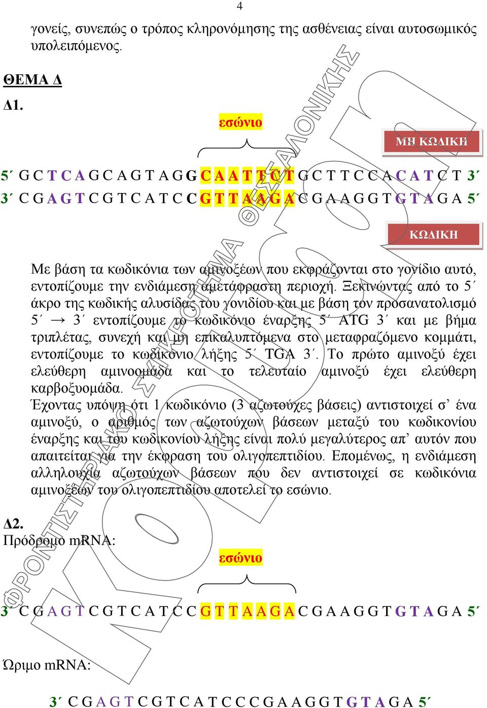 εκφράζονται στο γονίδιο αυτό, εντοπίζουμε την ενδιάμεση αμετάφραστη περιοχή.