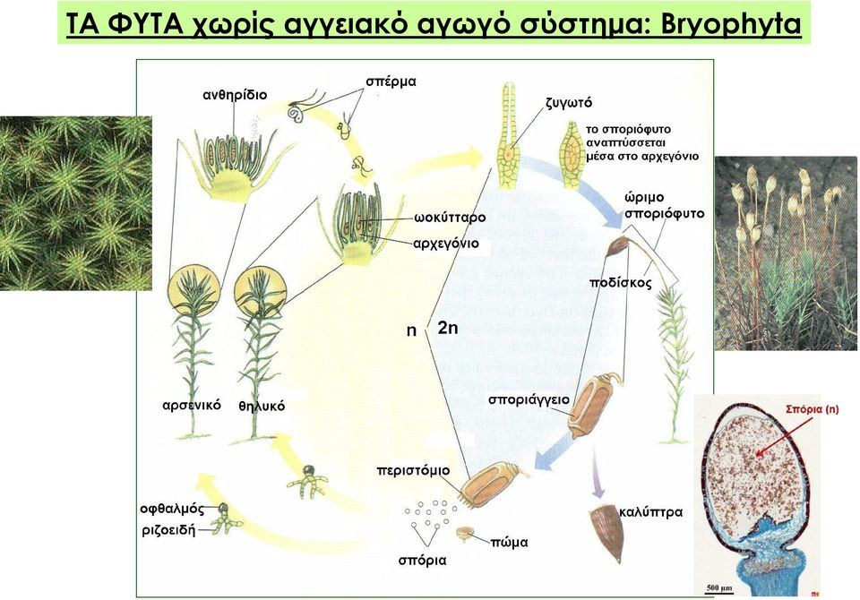 αγγειακό