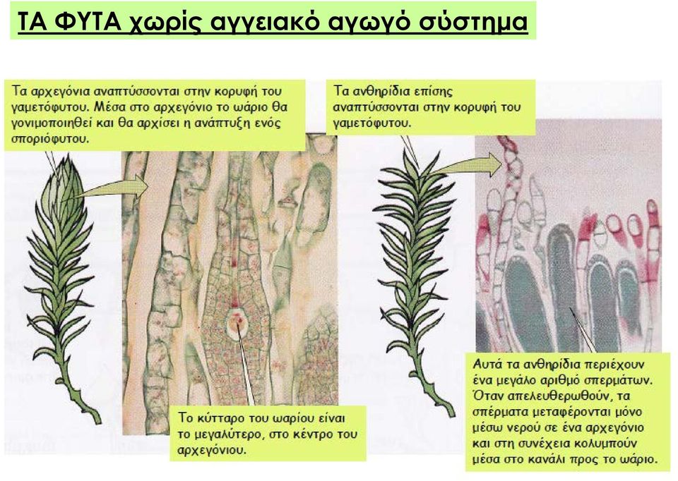 αγγειακό