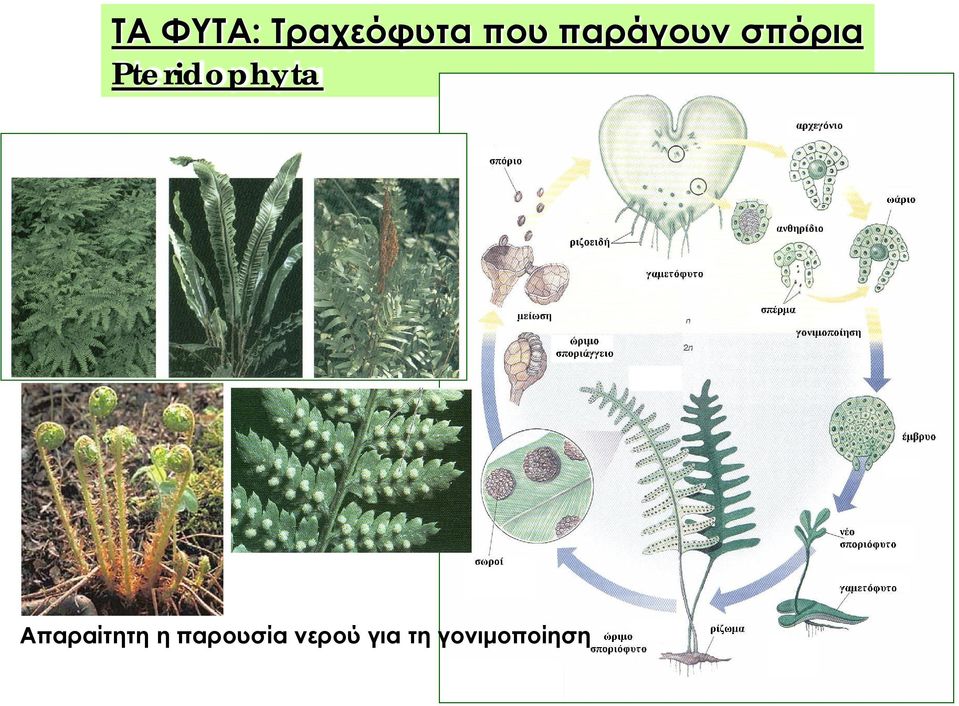 Pteridophyta Απαραίτητη