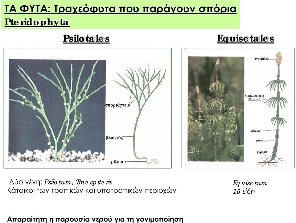 Κάτοικοι των τροπικών και υποτροπικών περιοχών