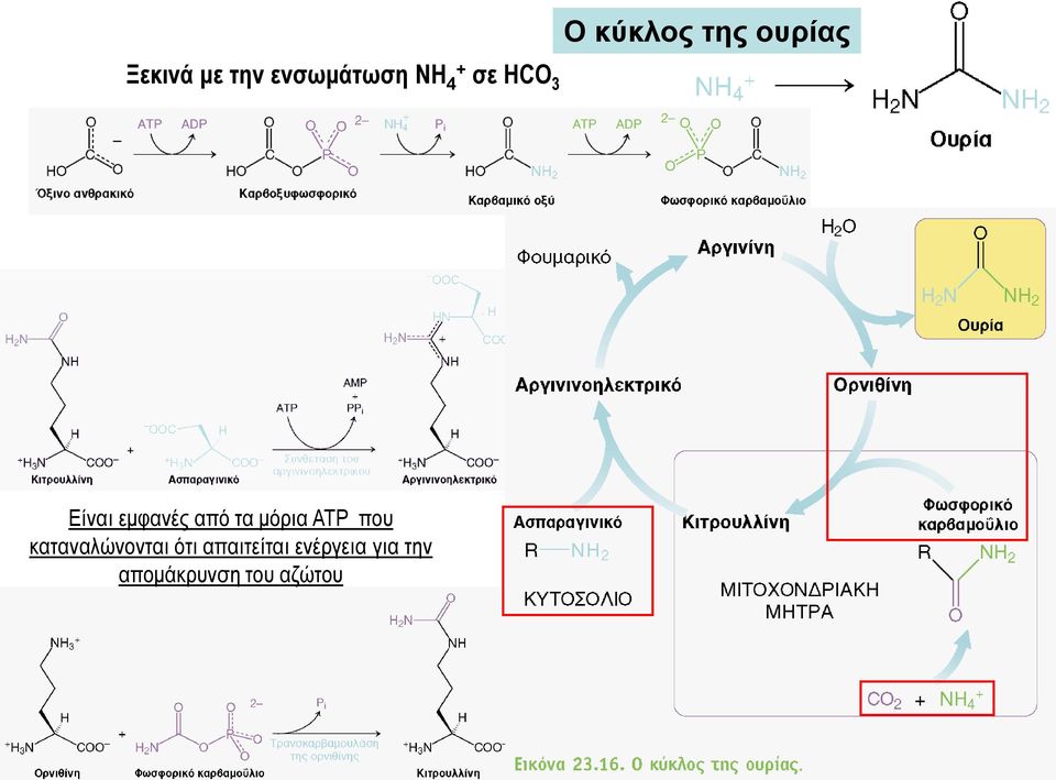 από τα μόρια ATP που καταναλώνονται ότι