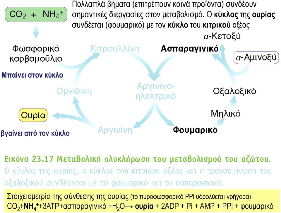 κύκλο βγαίνει από τον κύκλο Στοιχειομετρία της σύνθεσης της ουρίας (το πυροφωσφορικό PPi