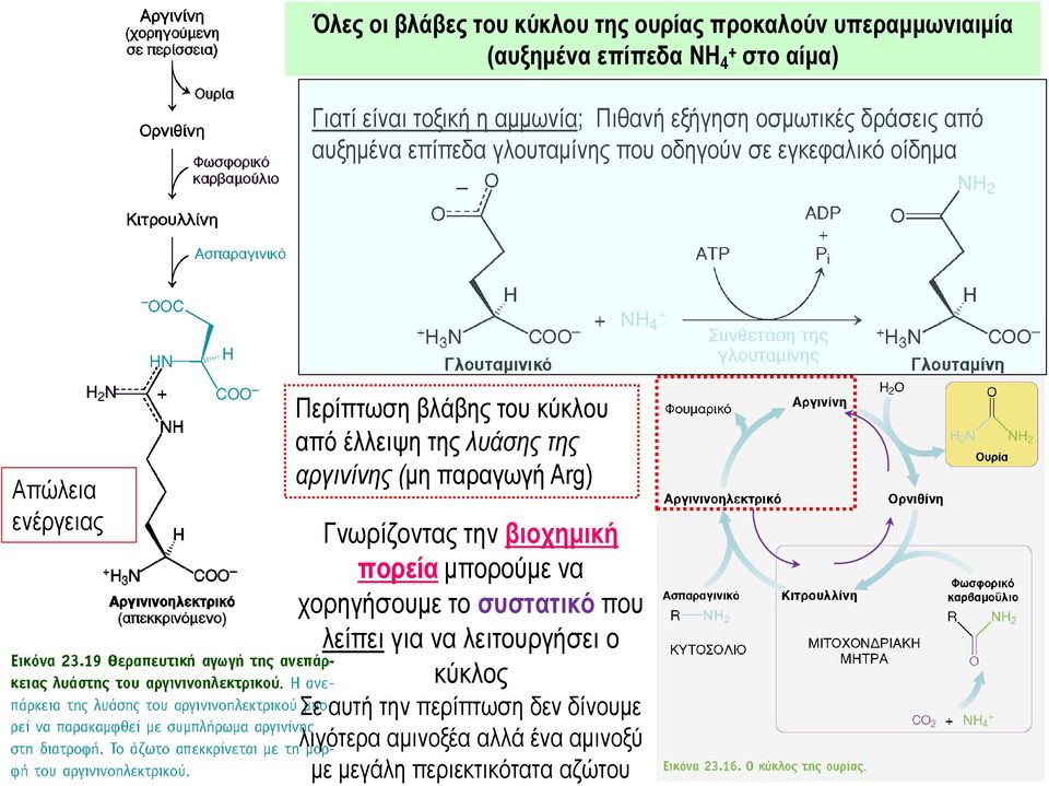 κύκλου από έλλειψη της λυάσης της αργινίνης (μη παραγωγή Arg) Γνωρίζοντας την βιοχημική πορεία μπορούμε να χορηγήσουμε το συστατικό