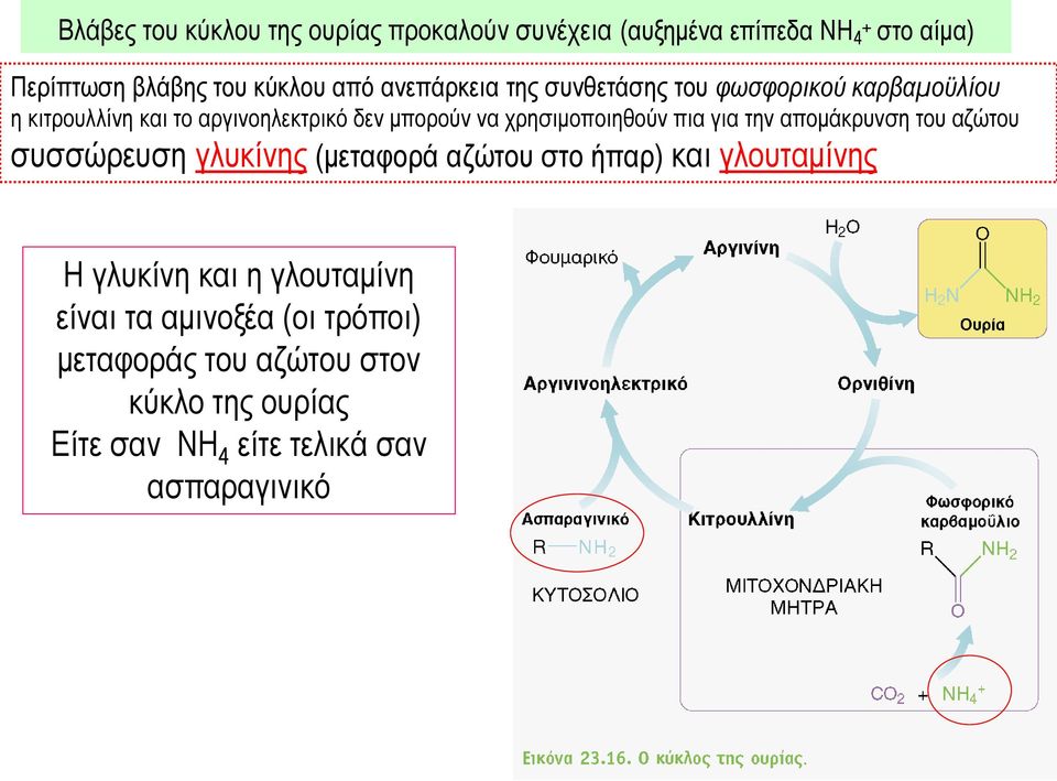 χρησιμοποιηθούν πια για την απομάκρυνση του αζώτου συσσώρευση γλυκίνης (μεταφορά αζώτου στο ήπαρ) και γλουταμίνης Η