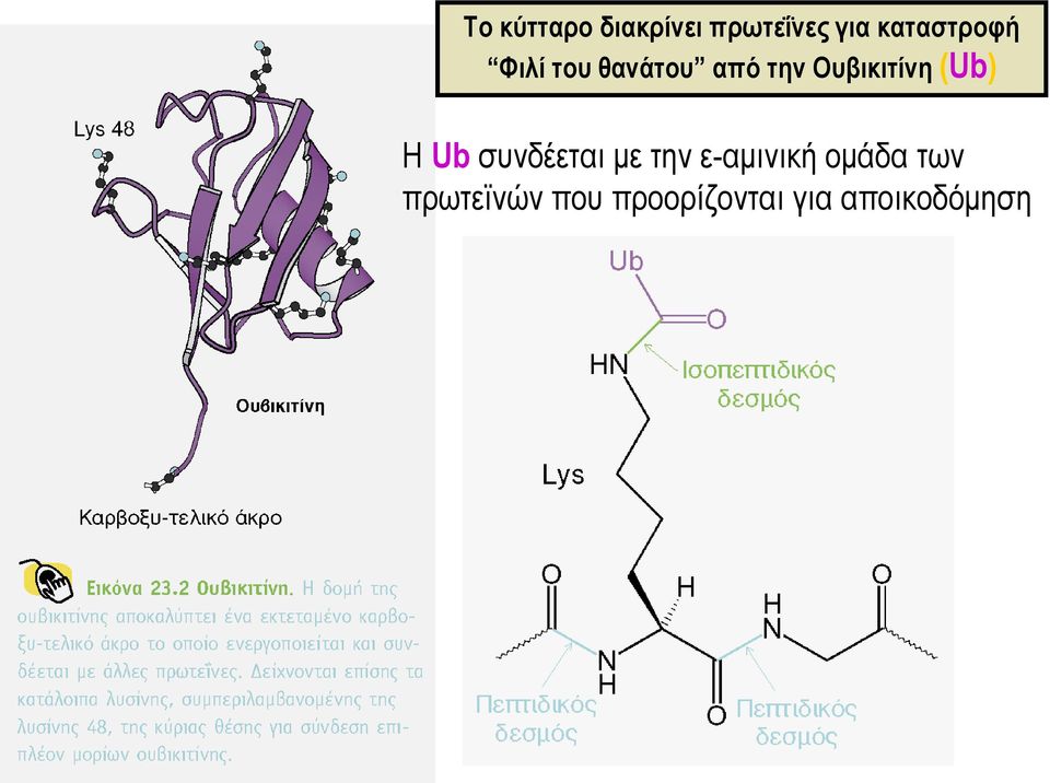 Ουβικιτίνη (Ub) H Ub συνδέεται με την