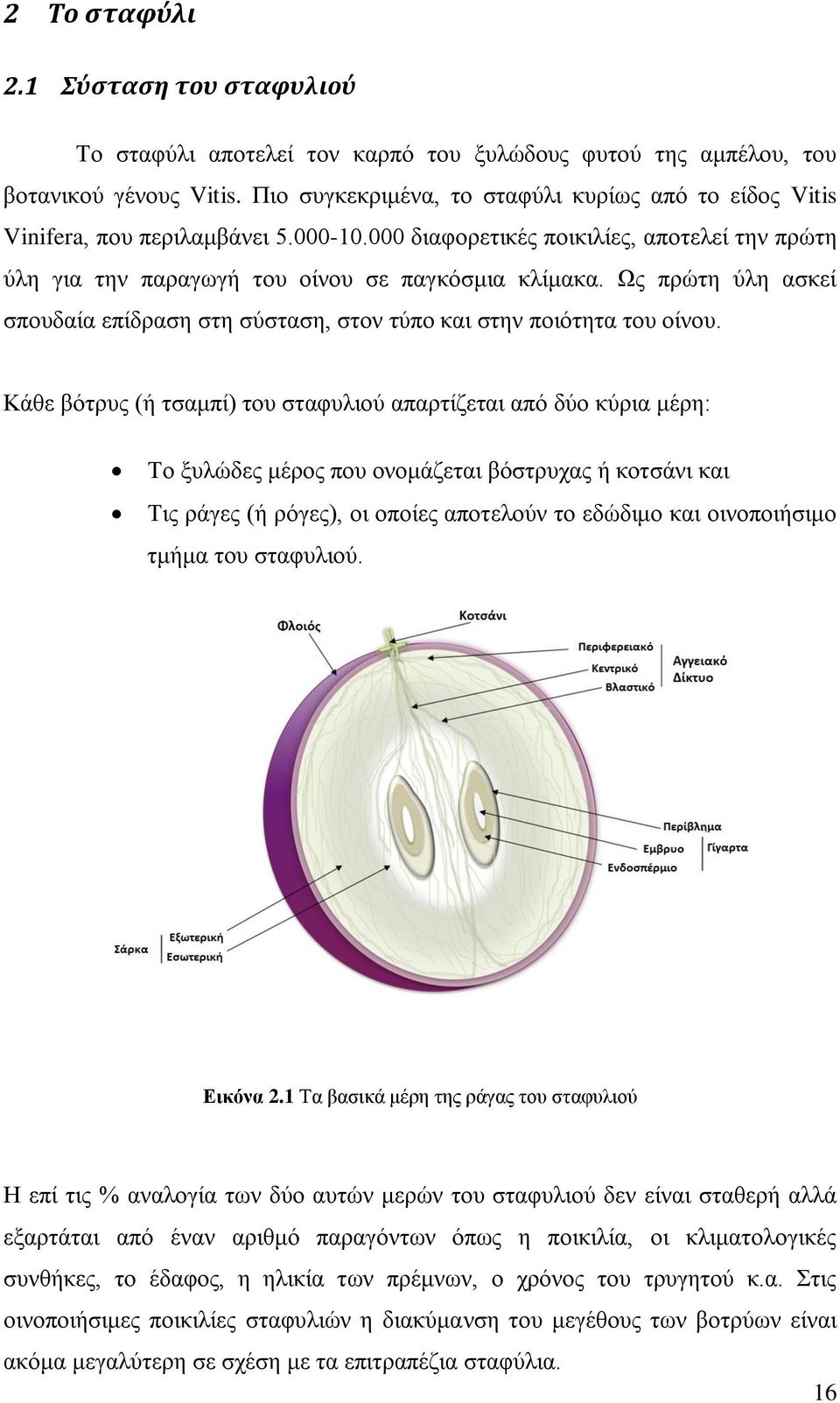 Ως πρώτη ύλη ασκεί σπουδαία επίδραση στη σύσταση, στον τύπο και στην ποιότητα του οίνου.