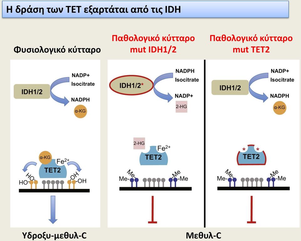 κύτταρο mut IDH1/2 Παθολογικό