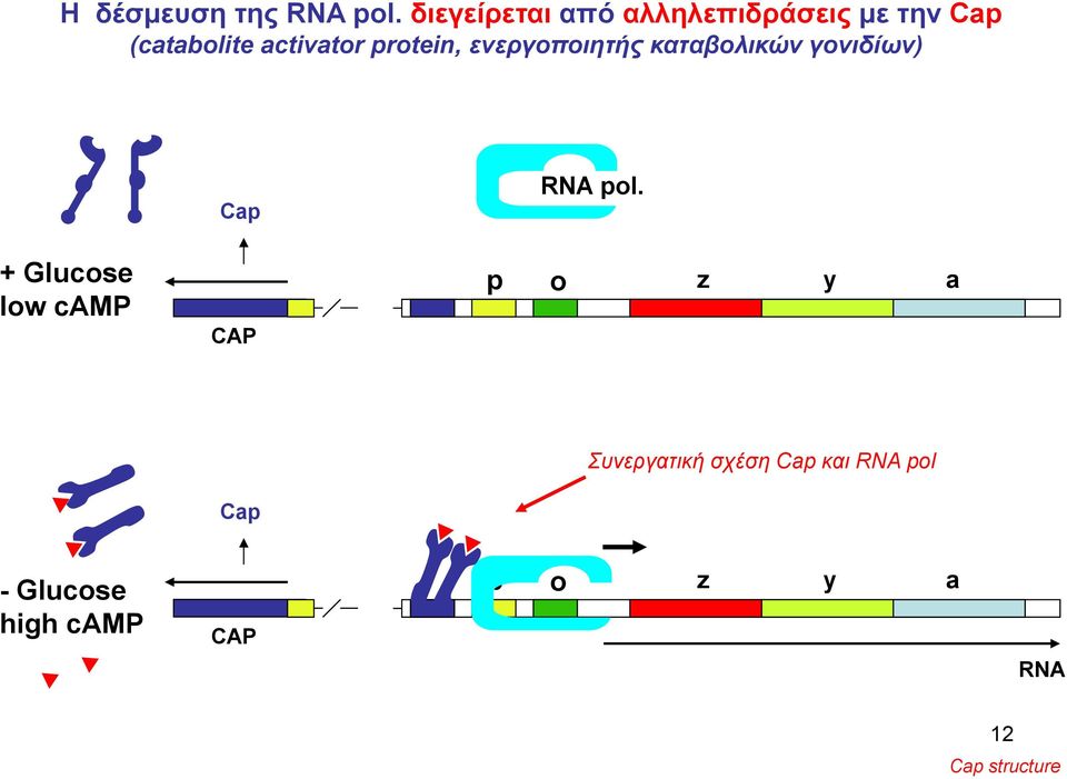 protein, ενεργοποιητής καταβολικών γονιδίων) ) Cap RNA pol.