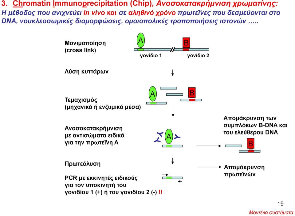 . Μονιμοποίηση Α Β (cross link) γονίδιο 1 γονίδιο 2 Λύση κυττάρων Τεμαχισμός (μηχανικά ά ή ενζυμικά μέσα) ) Α Β Ανοσοκατακρήμνιση με αντισώματα
