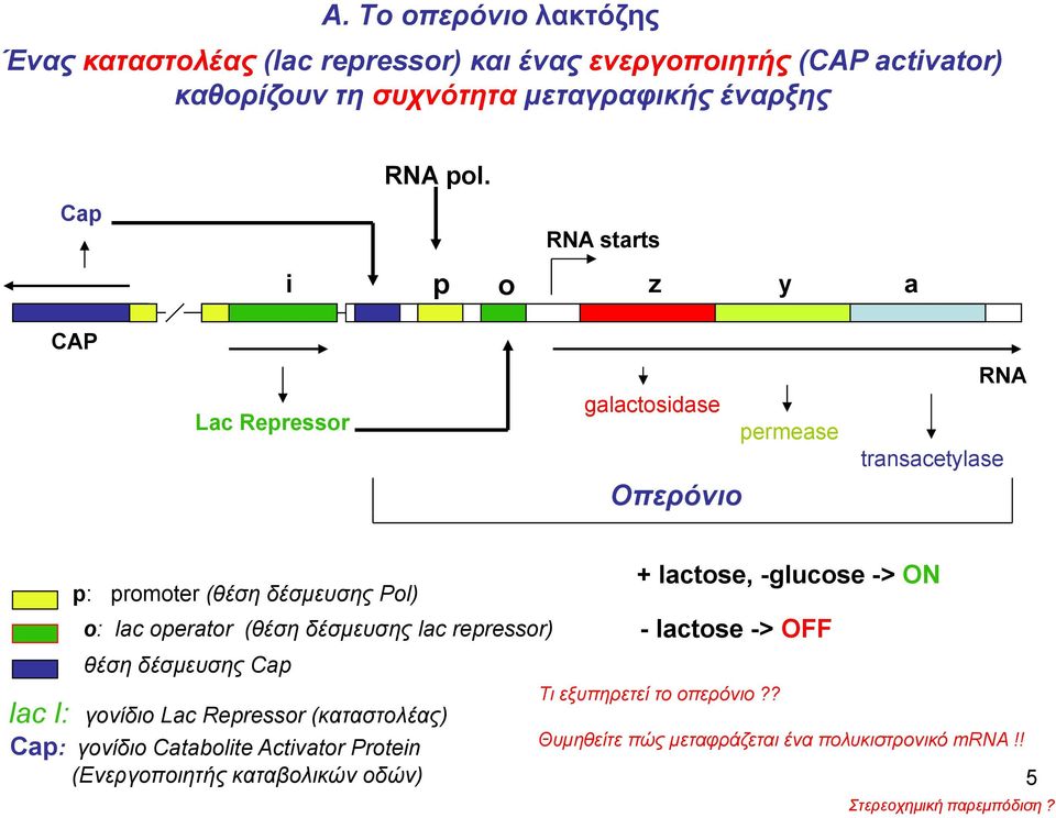 δέσμευσης lac repressor) θέση δέσμευσης Cap lac I: γονίδιο Lac Repressor (καταστολέας) Cap: γονίδιο Catabolite Activator Protein (Ενεργοποιητής