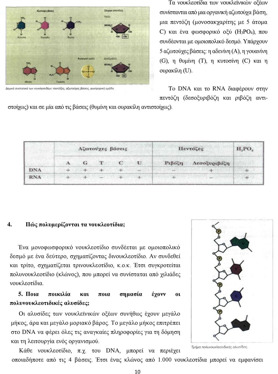 πεντόζη (δεσοξυριβόζη και ριβόζη αντιστοίχως) και σε μία από τις βάσεις (θυμίνη και ουρακίλη αντιστοίχως). To DNA και το RNA διαφέρουν στην 4.