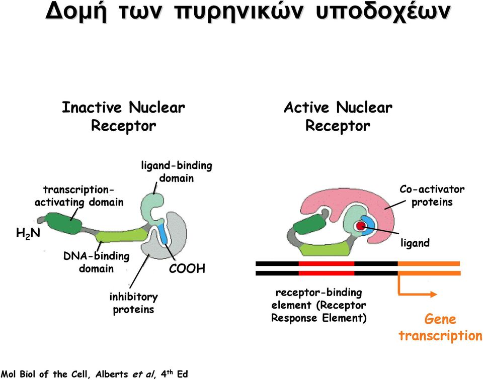 DNA-binding domain COOH ligand inhibitory proteins receptor-binding element