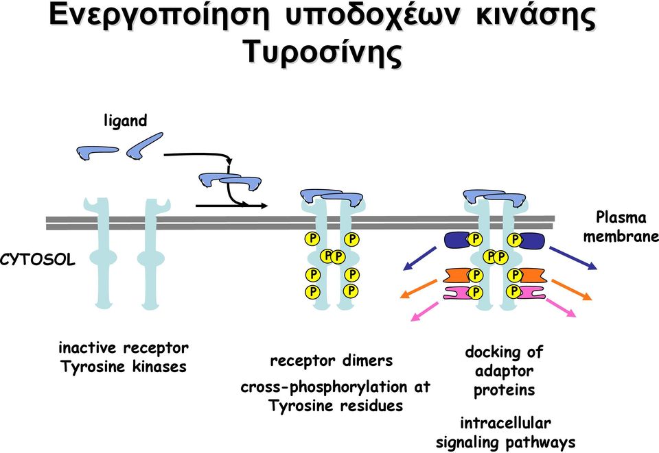 receptor dimers cross-phosphorylation at Tyrosine
