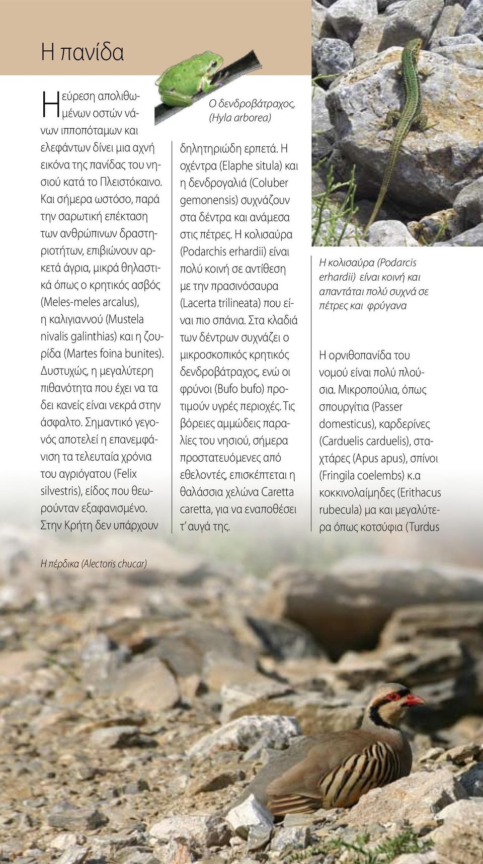 galinthias) και η ζουρίδα (Martes foina bunites). Δυστυχώς, η μεγαλύτερη πιθανότητα που έχει να τα δει κανείς είναι νεκρά στην άσφαλτο.