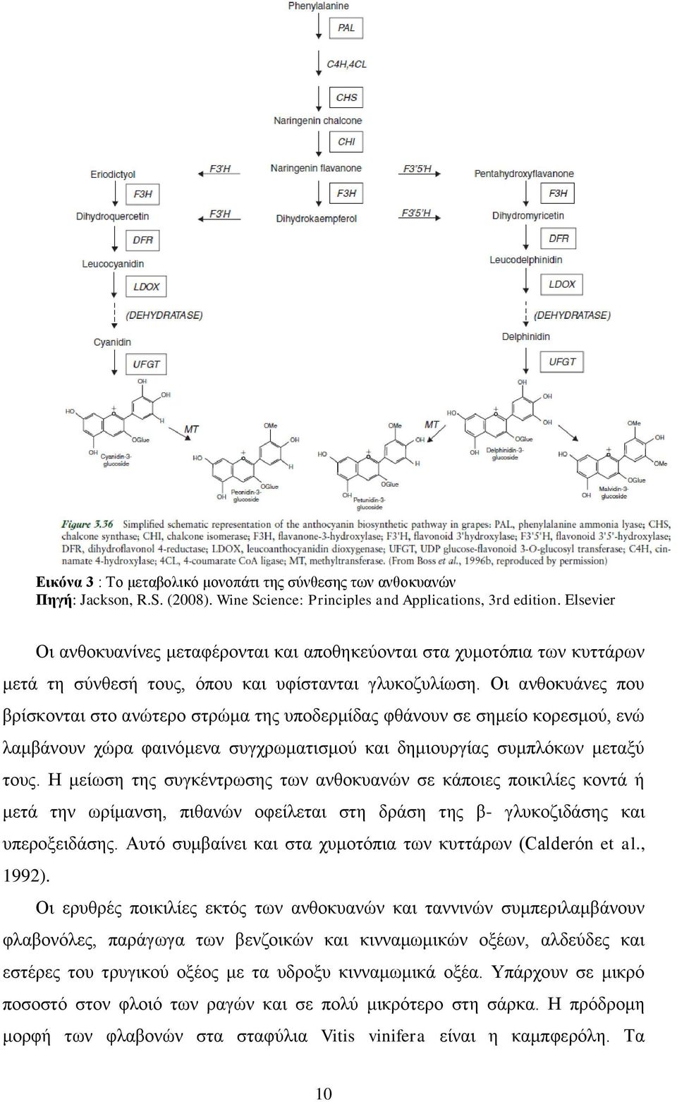 Οι ανθοκυάνες που βρίσκονται στο ανώτερο στρώμα της υποδερμίδας φθάνουν σε σημείο κορεσμού, ενώ λαμβάνουν χώρα φαινόμενα συγχρωματισμού και δημιουργίας συμπλόκων μεταξύ τους.