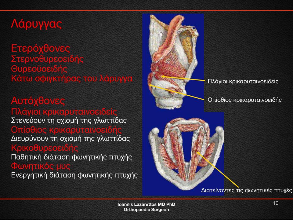 της γλωττίδας Κρικοθυρεοειδής Παθητική διάταση φωνητικής πτυχής Φωνητικός μυς Ενεργητική διάταση