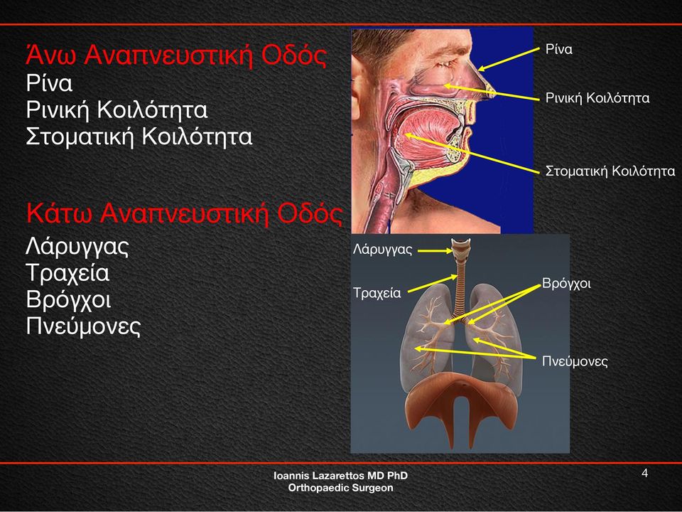 Κοιλότητα Κάτω Αναπνευστική Οδός Λάρυγγας Τραχεία