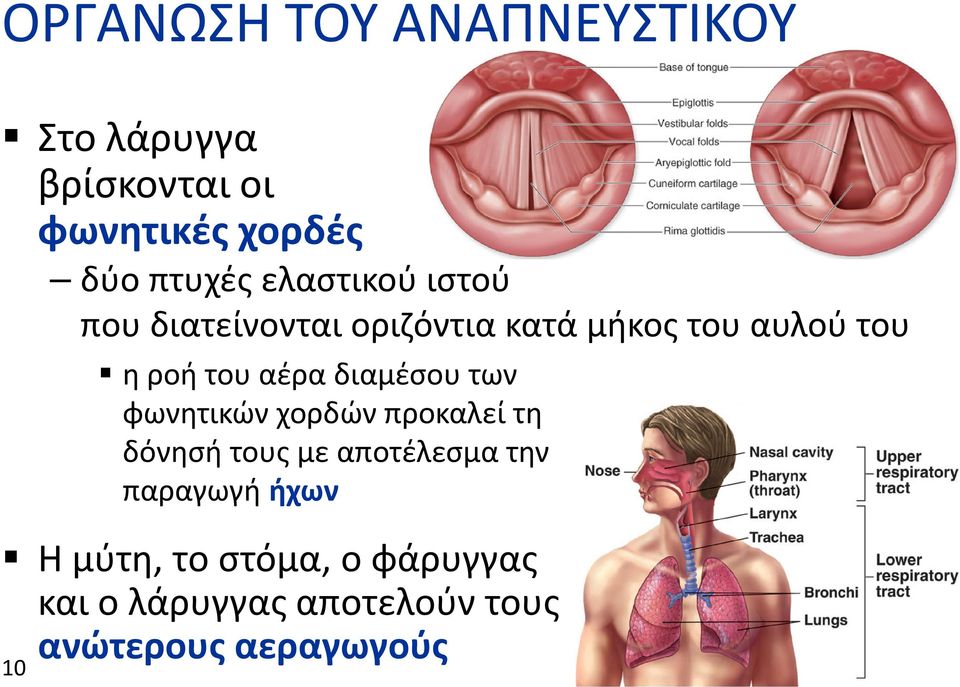 ελαστικού ιστού που διατείνονται οριζόντια κατά μήκος του αυλού του η ροή του αέρα