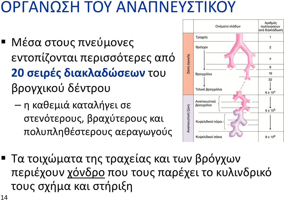 στενότερους, βραχύτερους και πολυπληθέστερους αεραγωγούς Τα τοιχώματα της