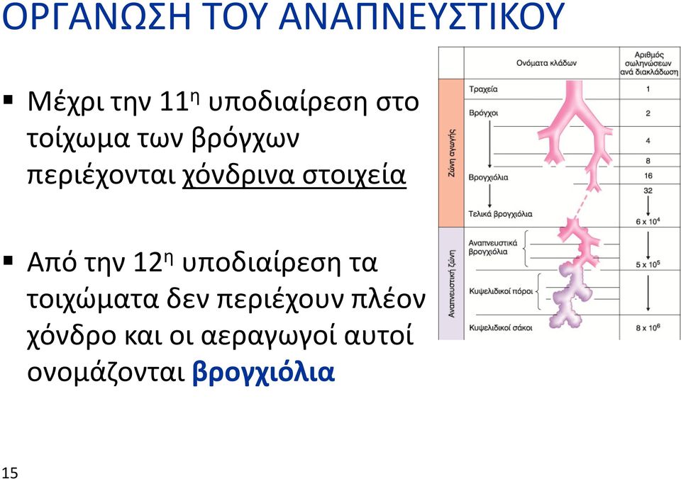 Από την 12 η υποδιαίρεση τα τοιχώματα δεν περιέχουν