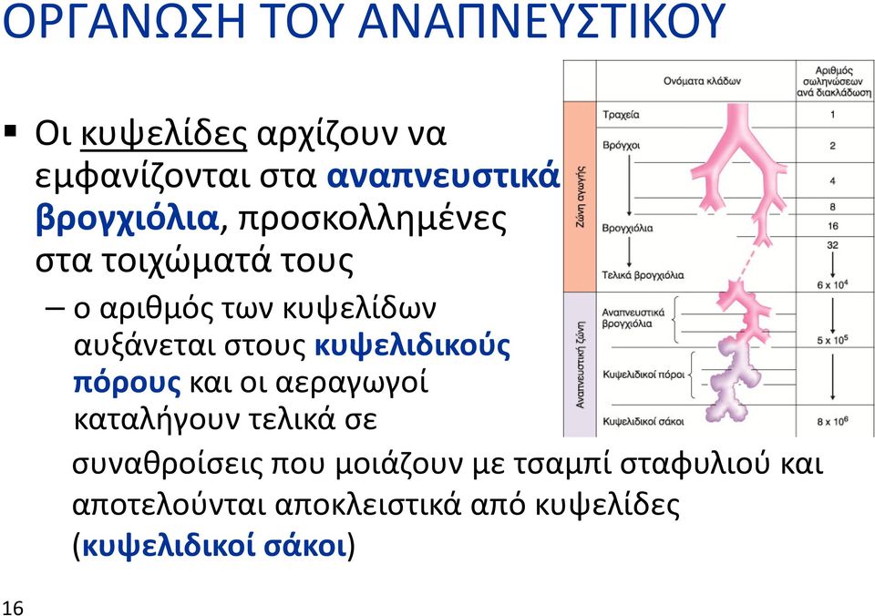 στους κυψελιδικούς πόρους και οι αεραγωγοί 16 καταλήγουν τελικά σε συναθροίσεις που