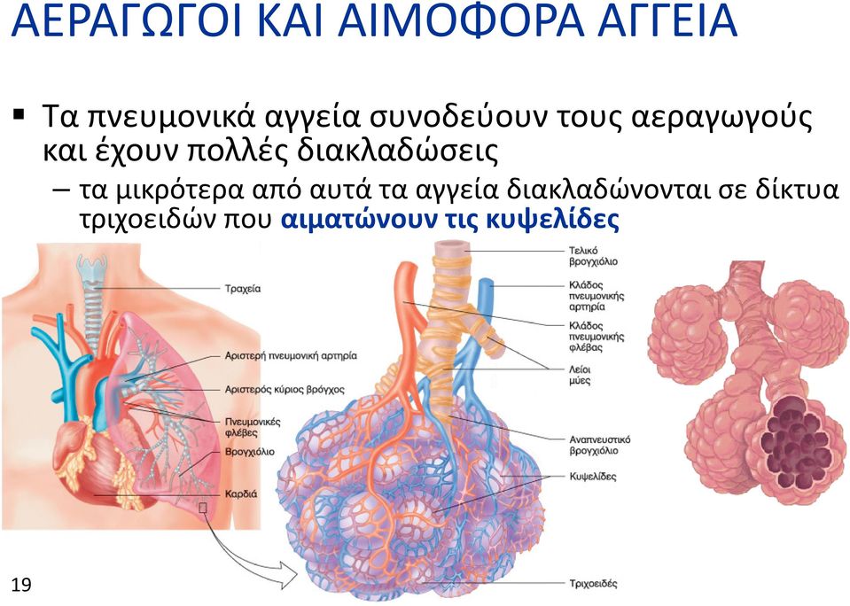 διακλαδώσεις τα μικρότερα από αυτά τα αγγεία