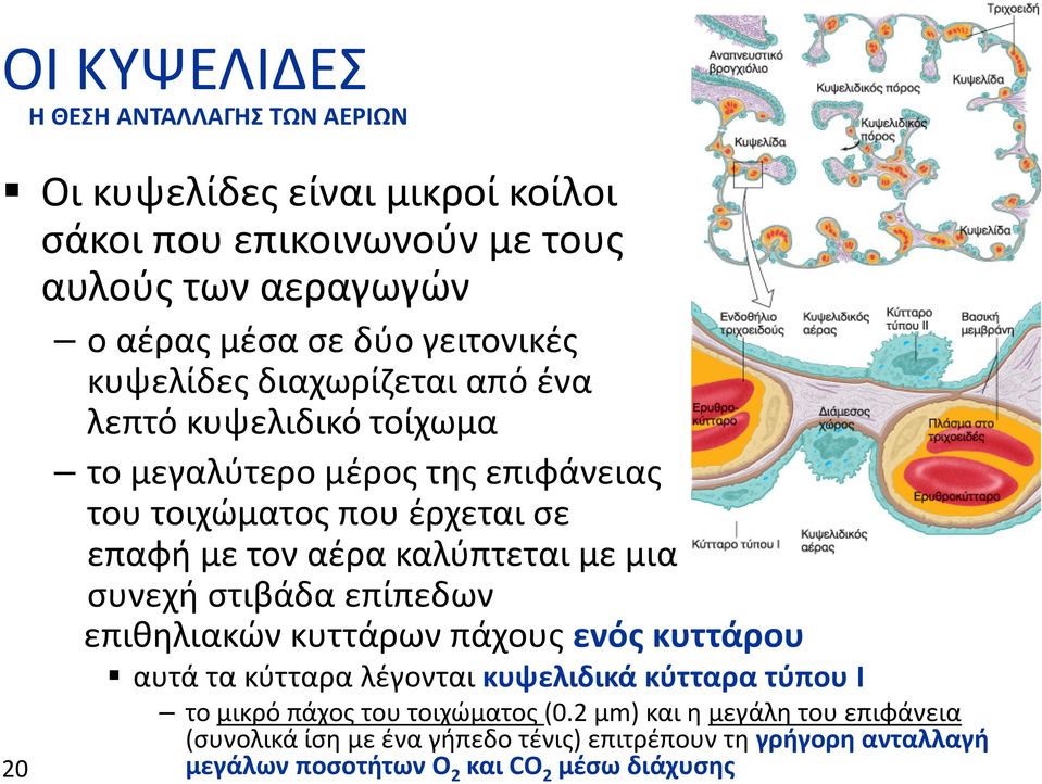 ΑΝΤΑΛΛΑΓΗΣ ΤΩΝ ΑΕΡΙΩΝ συνεχή στιβάδα επίπεδων επιθηλιακών κυττάρων πάχους ενός κυττάρου αυτά τα κύτταρα λέγονται κυψελιδικά κύτταρα τύπου Ι το μικρό