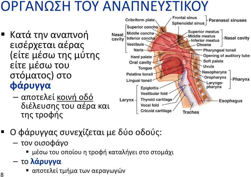 αέρα και της τροφής Ο φάρυγγας συνεχίζεται με δύο οδούς: τον οισοφάγο μέσω