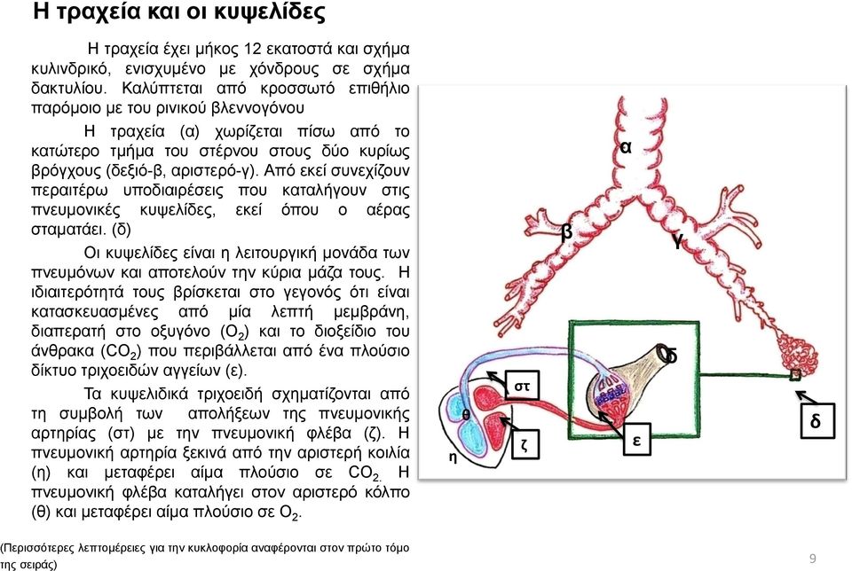 Από εκεί συνεχίζουν περαιτέρω υποδιαιρέσεις που καταλήγουν στις πνευμονικές κυψελίδες, εκεί όπου ο αέρας σταματάει.