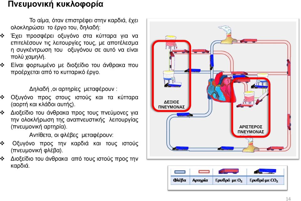 Δηλαδή,οι αρτηρίες μεταφέρουν : Οξυγόνο προς στους ιστούς και τα κύτταρα (αορτή και κλάδοι αυτής).