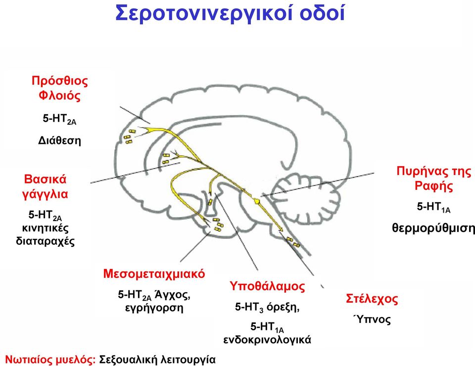 Μεσομεταιχμιακό 5-ΗΤ 2Α Άγχος, εγρήγορση Νωτιαίος μυελός: Σεξουαλική