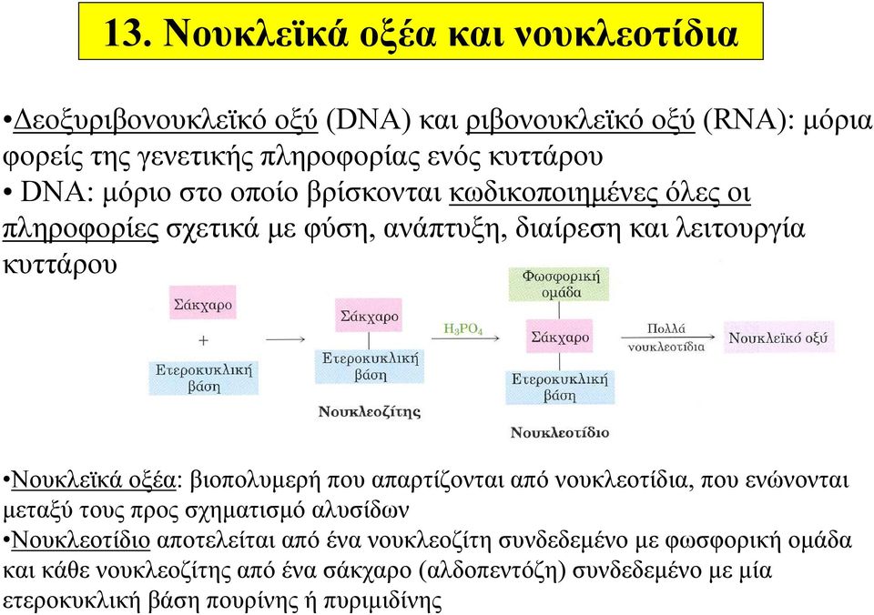 Νουκλεϊκά οξέα: βιοπολυμερή που απαρτίζονται από νουκλεοτίδια, που ενώνονται μεταξύ τους προς σχηματισμό αλυσίδων Νουκλεοτίδιο αποτελείται από