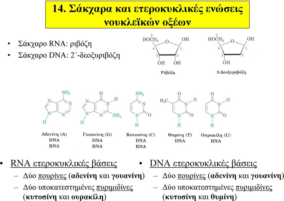 Δύο υποκατεστημένες πυριμιδίνες (κυτοσίνη και ουρακίλη) DNA ετεροκυκλικές βάσεις