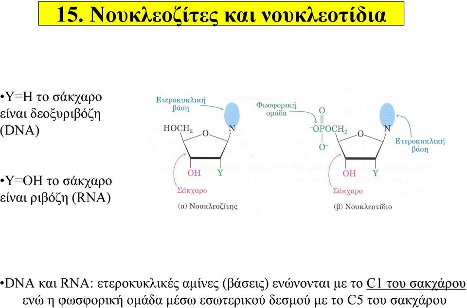 RNA: ετεροκυκλικές αμίνες (βάσεις) ενώνονται με το C1 του