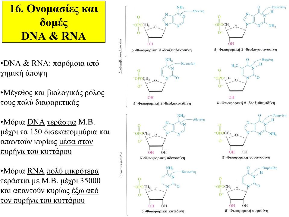 μέχρι τα 150 δισεκατομμύρια και απαντούν κυρίως μέσα στον πυρήνα του κυττάρου