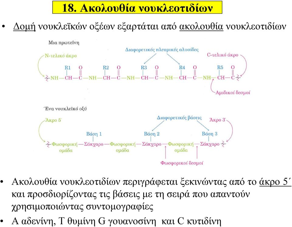 ξεκινώντας από το άκρο 5 και προσδιορίζοντας τις βάσεις με τη σειρά