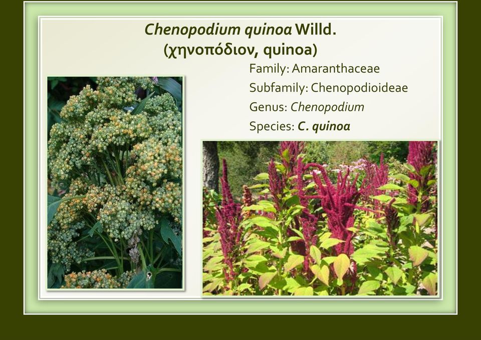 Amaranthaceae Subfamily: