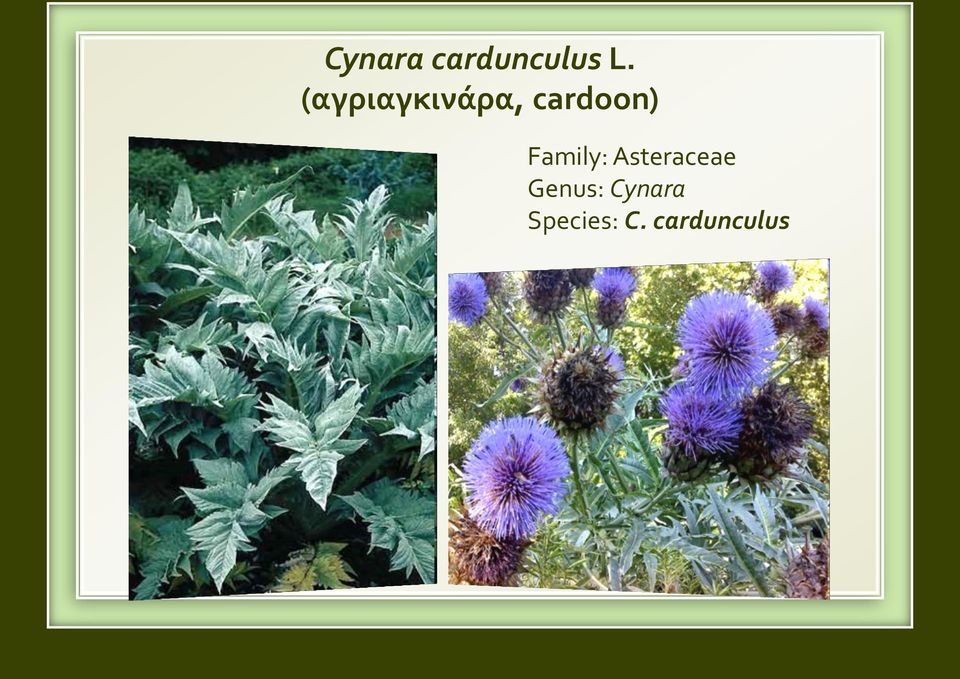 Family: Asteraceae Genus: